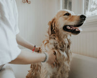 How to Groom Your Dog: 4 Steps [Guide]