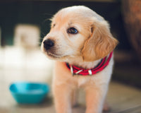 How to Train Your Puppy Dog [Expert Tips]