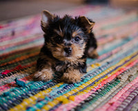 Top 8 Essential Products Checklist for Your New Puppy