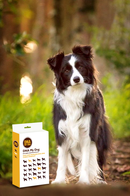 DNA MY Dog - Canine Breed Identification Test Kit (Dog DNA) for dogs - Breeds, DNA, Dog DNA, Mutt, Swab, Test