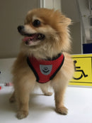 Everyday Harness - Small Dogs (No Pull) for dogs - __label2:HappyDog's Choice, __label:Bestseller, Harness, Leash, No-Pull, Vest