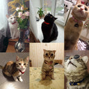 Classic Collar for Cats for dogs - Buckle, Cats, Collar