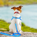 Puppy & Toy Dog Harness for dogs - Brussels Griffon, Chihuahua, Chinese Crested, Dachshund, Extra Small, Harness, Havanese, Italian Greyhound, little, Maltese, mini, Miniature Pinscher, Morkie, Papillon, Pekingese, Pomeranian, Poodle, Puppies, Puppy, Shih Tzu, Small, Spaniel, Super Small, Tea, Tea Cup, TeaCup, Tiny, Toy, Toy Dog, Vest, XS, yorkie, Yorkshire Terrier