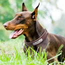 Personalized Leather Collar w/ ID Tag for dogs - Collar, Custom, Engrave, ID, Leather, Name, Number, Personal, Phone, Tag