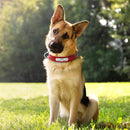 Personalized Leather Collar w/ ID Tag for dogs - Collar, Custom, Engrave, ID, Leather, Name, Number, Personal, Phone, Tag