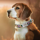 Custom Collar w/ Nameplate for dogs - __label2:HappyDog's Choice, __label:Bestseller, Collar, Custom, Engrave, Flat Buckle, Leash, Nameplate, Personal, Personalized