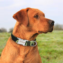 Custom Collar w/ Nameplate for dogs - __label2:HappyDog's Choice, __label:Bestseller, Collar, Custom, Engrave, Flat Buckle, Leash, Nameplate, Personal, Personalized