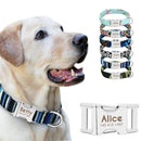 Custom Collar w/ Nameplate for dogs - __label2:HappyDog's Choice, __label:Bestseller, Collar, Custom, Engrave, Flat Buckle, Leash, Nameplate, Personal, Personalized