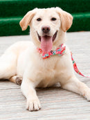 Watermelon Bow, Collar, Leash for dogs - Bow, Bow Tie, Collar, Leash, Melon, Watermelon