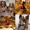 Classic Bow Ties for dogs - Bow, Bow Tie, Bow Ties