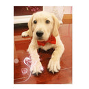 Classic Bow Ties for dogs - Bow, Bow Tie, Bow Ties