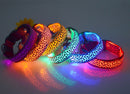 Leopard LED Glow Collar