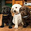 Personalized Chain Nameplate Collar for dogs - Chain, Collar, Custom, Custom Collar, Engraved, Gold, Name, Phone, Silver