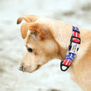 Fruit Passion Custom Personalized Collar