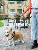 Cartoon Harness (No-Pull)