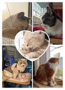 Hanging Hammock Bed for Cats