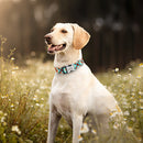 Polygonal Personalized Collar