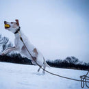 Professional Outdoor Lead (Leash)